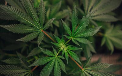 Understanding the Cannabis Consumer: Insights for a Growing Market